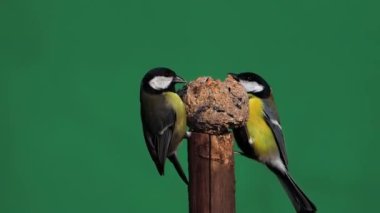 Great tits pecking food on a green screen, slow motion