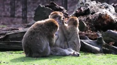Genç büyüyen bir Berberi Macaque annesini pireler için arıyor.