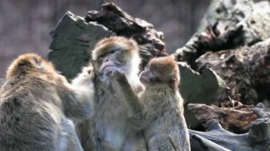 Genç büyüyen bir Berberi Macaque annesini pireler için arıyor.