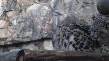 İki neşeli kar leoparı ağır çekimde