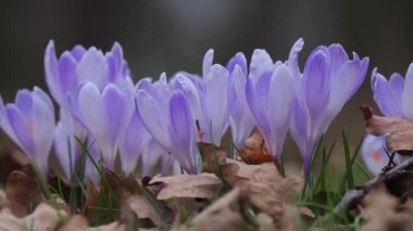 İlk safkanlar kardan sonra ormanda ortaya çıktı.