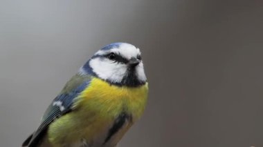 blue tit looks in different directions