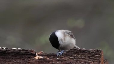 marsh tit eating seeds slow motion