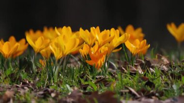 İlk safkanlar kardan sonra ormanda ortaya çıktı.