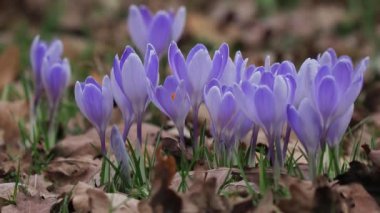 İlk safkanlar kardan sonra ormanda ortaya çıktı.