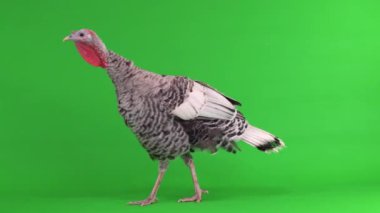 Yeşil ekranda yürüyen hindi kadın