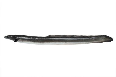 conger beyaz arkaplanda izole