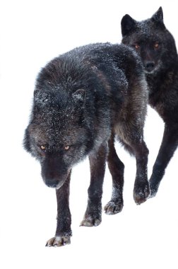 canadian black wolfs during snowfall isolated on white background                               