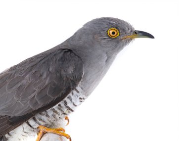 guguk kuşu portresi beyaz arkaplanda izole edildi.