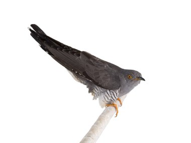 guguk kuşu beyaz arkaplanda izole edildi.