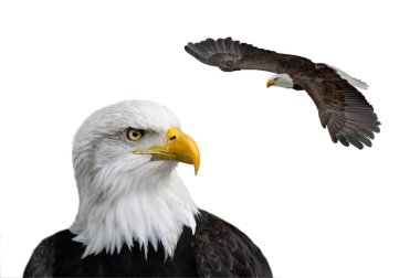  Beyaz arka plan üzerinde izole uçuş Amerikan kel kartal