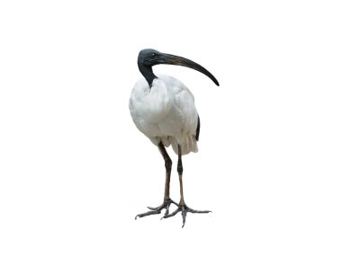 Beyaz arka planda izole edilmiş Afrikalı kutsal aynak.