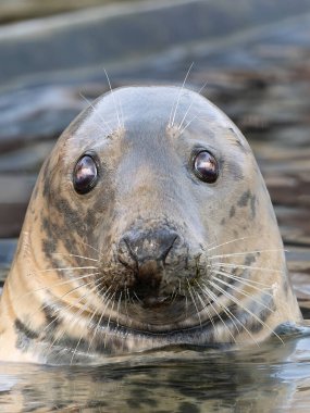 Bulanık bir arkaplanda gri bir fokun portresi