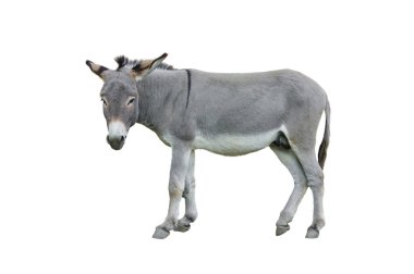 Eşek beyaz arkaplanda izole edildi