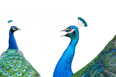 Beyaz arka plan üzerinde izole tavus kuşu