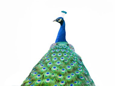 Beyaz arka plan üzerinde izole tavus kuşu