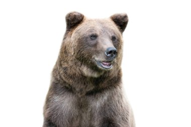 Beyaz arka planda izole edilmiş kahverengi bir ayının portresi.