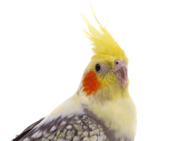 Beyaz arka planda izole edilmiş papağan portresi