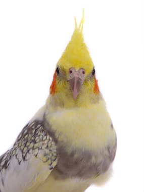 Beyaz arka planda izole edilmiş papağan portresi