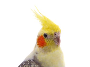 Beyaz arka planda izole edilmiş papağan portresi