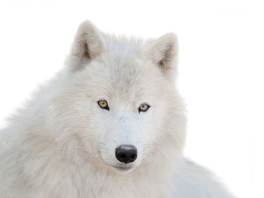 portrait polar white wolf isolated on white background
