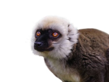 albifrons eulemur beyaz arkaplanda izole edildi