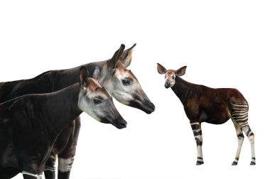 portrait okapi isolated on white background clipart