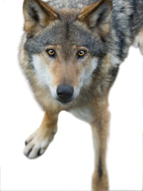 Beyaz arkaplanda izole edilmiş gri kurt portresi