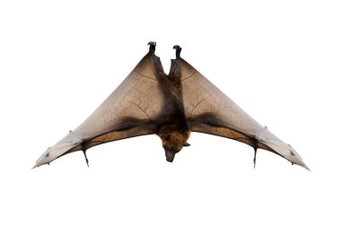 madagascan uçan tilki beyaz arkaplanda izole edildi