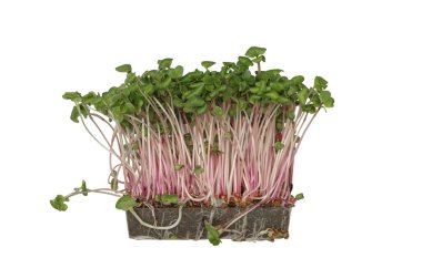 radish sprouts isolated on white background