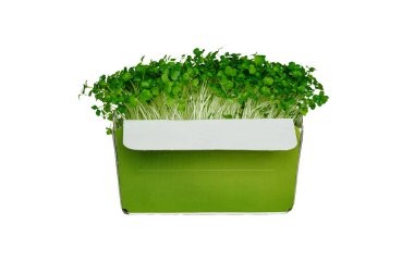 Broccoli sprouts isolated on white background clipart