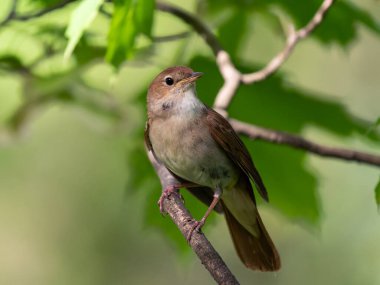 Nightingale ormandaki bir ağaç dalında oturuyor.