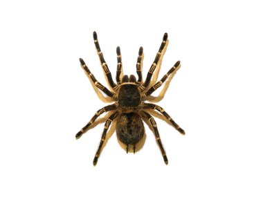 Beyaz arka plan üzerinde izole tarantula örümceği