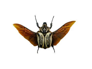 Dev Goliath beyaz arkaplanda izole edildi