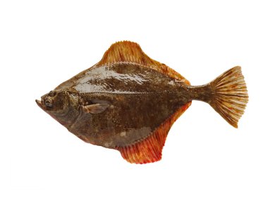 Beyaz arkaplanda sol taraftaki turbot izole edildi