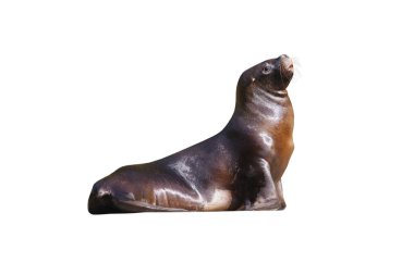 south american sea lion isolated on white background clipart