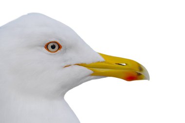 Beyaz arka planda izole edilmiş Larus Cachinnans portresi