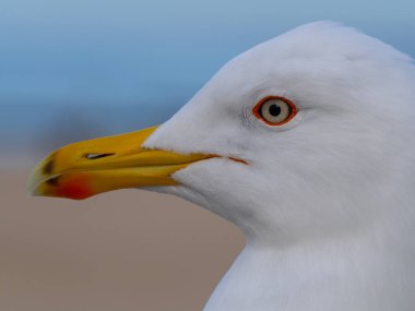 portrait Larus cachinnans on a blurred beautiful background clipart