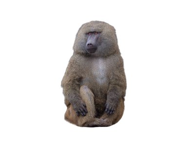 yellow baboon isolated on white background clipart