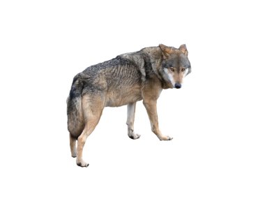  Beyaz arka plan üzerinde izole kurt