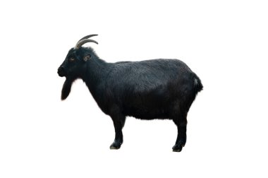 black goat isolated on white background                                clipart