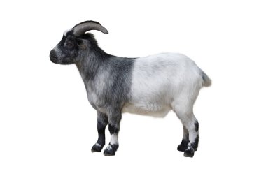  goat isolated on white background clipart