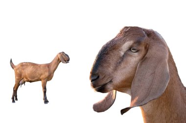 Anglo-Nubian Goat female Isolated on white background. clipart