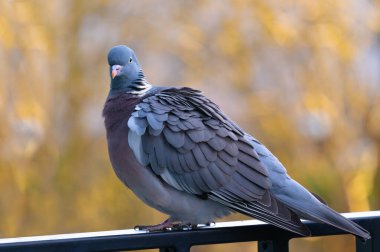 sitting forest pigeon on the balcony of a house clipart