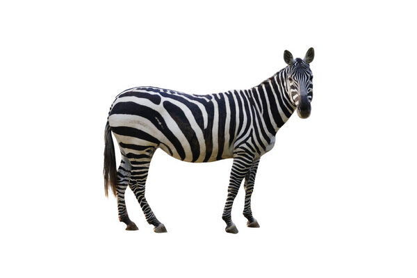 zebra isolated on white background