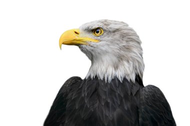  Beyaz arka planda izole edilmiş Amerikan kel kartalı portresi