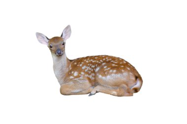 Yavru Avrupalı, beyaz arka planda izole edilmiş, düşen geyik.