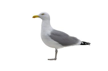  Larus Cachinnans beyaz arka planda izole