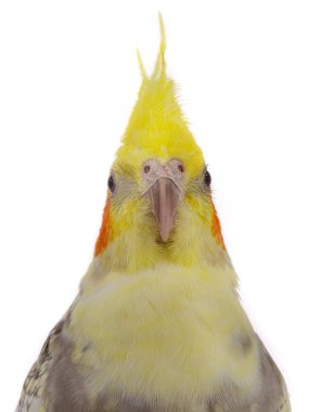  Beyaz arka planda izole edilmiş papağan portresi