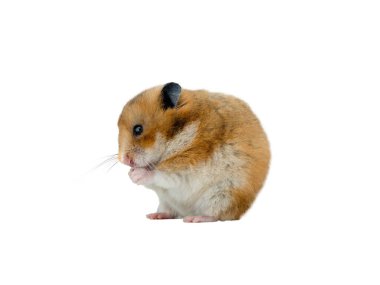 Suriye hamsterı beyaz arka planda izole edilmiş 
